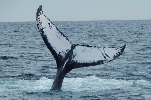 A whale's tail emerges from the ocean, splashing water as it dives beneath the surface.