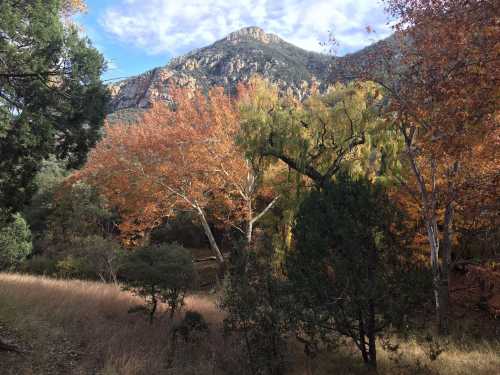 A scenic landscape featuring autumn trees, a grassy area, and a mountain in the background under a partly cloudy sky.