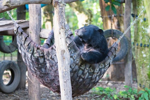 A black bear relaxing in a woven hammock made of natural materials, surrounded by trees and outdoor play equipment.