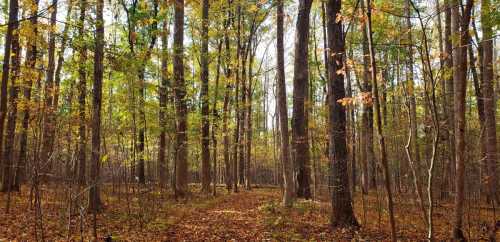 A serene forest path surrounded by tall trees with vibrant autumn leaves and a carpet of fallen leaves on the ground.