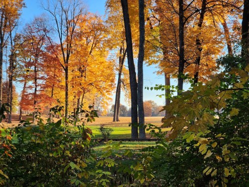 A vibrant autumn scene with colorful trees and a clear blue sky, framed by green foliage in the foreground.