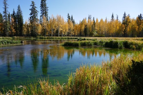 A serene pond surrounded by tall grasses and vibrant autumn trees reflecting in the water under a clear blue sky.