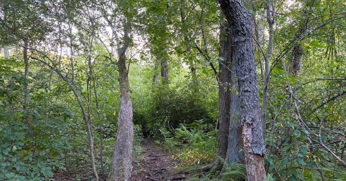 A narrow path through a lush green forest, flanked by tall trees and dense foliage.
