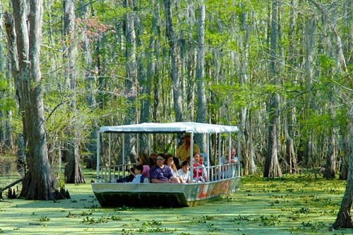 A boat with passengers glides through a lush, green swamp surrounded by trees and water plants.