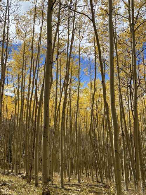 A forest of tall aspen trees with golden leaves against a blue sky, creating a serene autumn atmosphere.