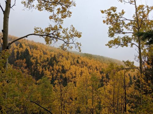 A misty landscape featuring a forest of golden autumn leaves, framed by branches in the foreground.
