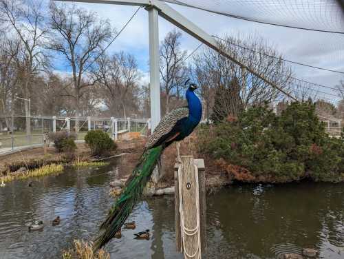 A peacock stands on a post by a pond, showcasing its vibrant blue and green feathers in a park setting.