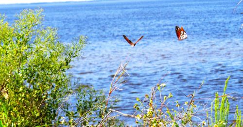 Butterflies fluttering around wildflowers near the coastline at Keaton Beach, FL