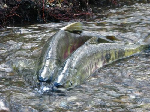 Two salmon swimming in a clear stream, with rippling water and natural surroundings.
