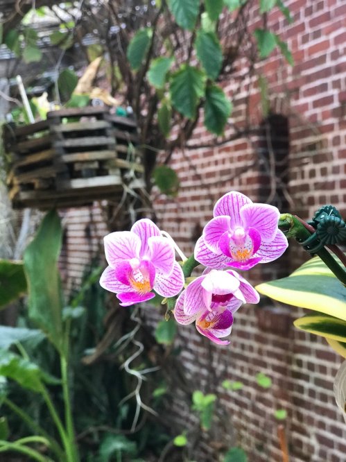 A close-up of pink orchids blooming against a rustic brick wall, with greenery in the background.