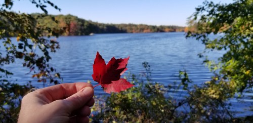 A hand holds a vibrant red maple leaf in front of a serene lake surrounded by trees in autumn.