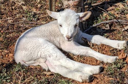 A small, fluffy white lamb lying on the ground among leaves and twigs, looking curiously at the camera.