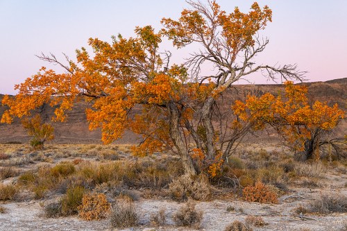 A solitary tree with vibrant orange leaves stands in a dry, desert landscape at dusk.