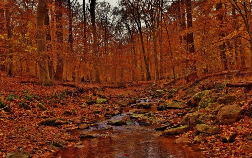 A serene forest scene with a winding stream surrounded by vibrant autumn foliage and fallen leaves.