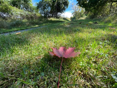 A vibrant red leaf rests on green grass, with a path and trees in the background under a clear blue sky.