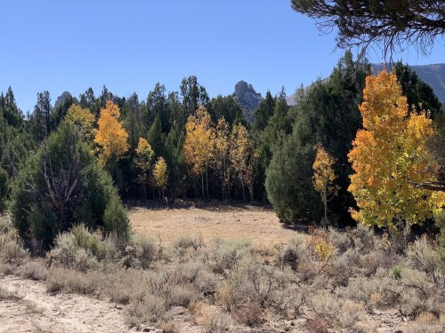 A scenic view of trees with autumn foliage, surrounded by a grassy area and distant rocky formations under a clear blue sky.