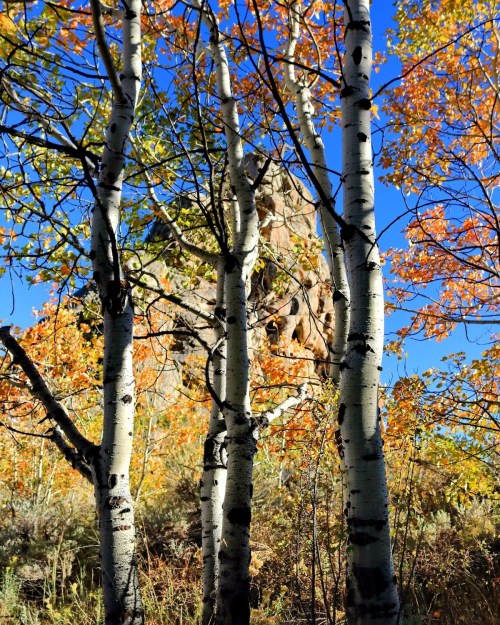 Aspen trees with white bark and colorful autumn leaves against a clear blue sky and rocky backdrop.