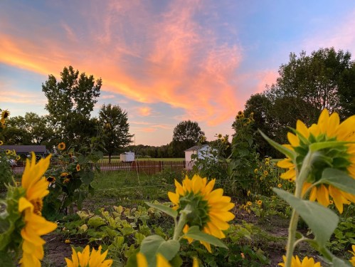 A vibrant sunset casts orange and pink hues over a field of sunflowers and greenery.