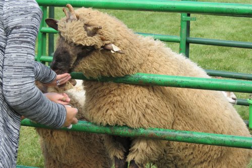 A fluffy sheep leans over a green fence, while a person offers it food.