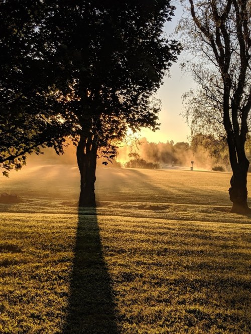 A serene landscape at sunrise, featuring trees casting long shadows over a misty, grassy field.