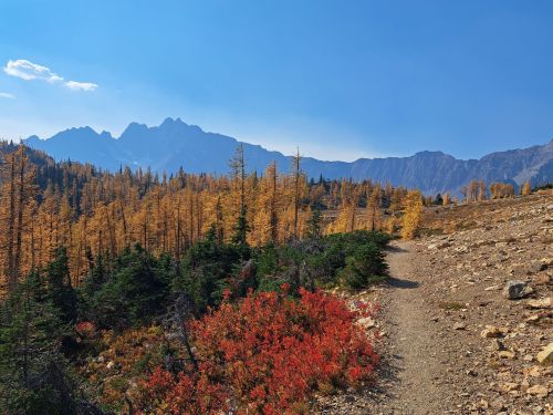 A scenic mountain landscape with golden larch trees, green shrubs, and a clear blue sky. A winding path leads through the area.