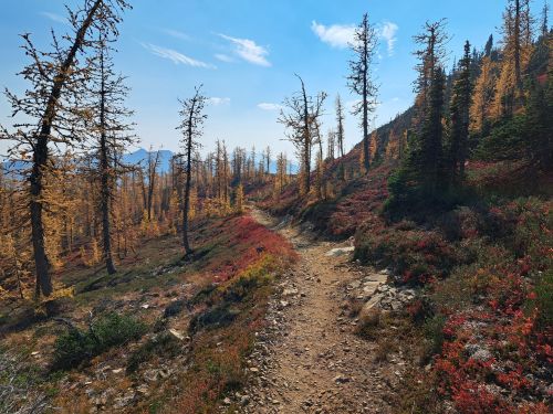 A winding dirt path through a forest with autumn-colored trees and vibrant red foliage under a clear blue sky.