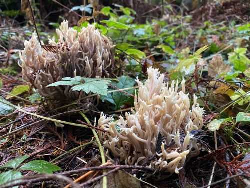 Two clusters of white, coral-like mushrooms growing among green foliage and pine needles on the forest floor.