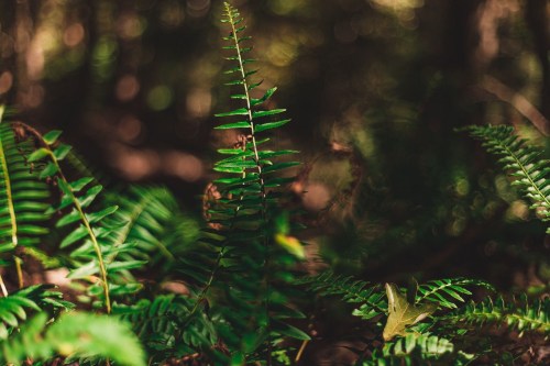 Lush green ferns in a softly lit forest, creating a serene and natural atmosphere.
