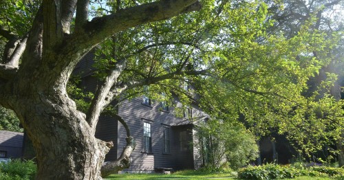 A large tree with green leaves in front of a rustic house, surrounded by lush greenery and sunlight.