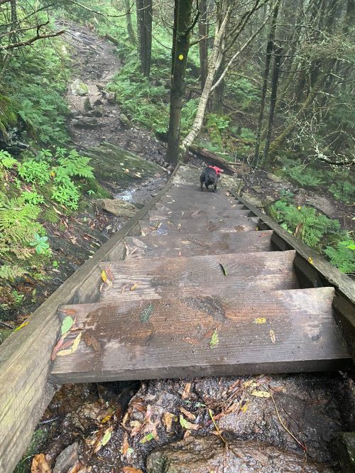 A wooden staircase descends through a lush, green forest, with a dog walking down the steps.
