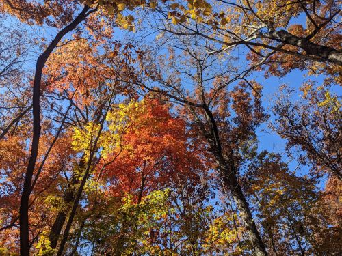A vibrant autumn forest with colorful leaves in shades of orange, yellow, and red against a clear blue sky.