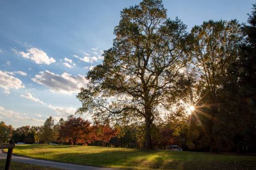 A large tree stands in a park, with sunlight filtering through its leaves and colorful autumn foliage in the background.