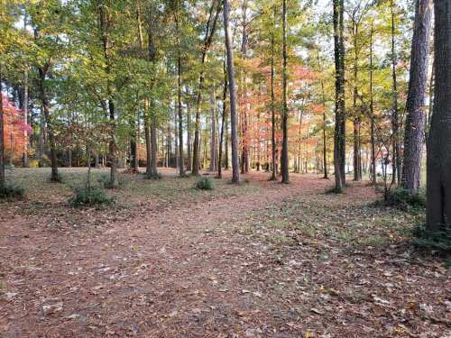 A serene forest path surrounded by trees with autumn foliage and fallen leaves on the ground.