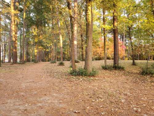 A serene forest path surrounded by tall trees and autumn foliage, with fallen leaves covering the ground.