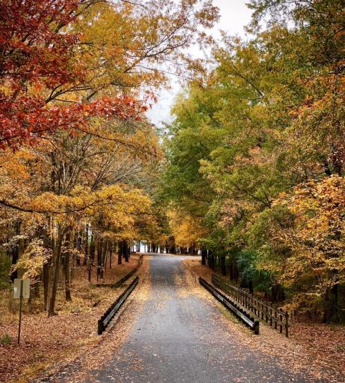 A serene road lined with trees in vibrant autumn colors, with fallen leaves covering the ground.