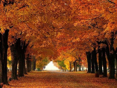 A serene pathway lined with vibrant autumn trees, showcasing shades of orange, yellow, and red leaves.