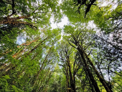 Looking up at a lush green forest canopy with tall trees and bright sunlight filtering through the leaves.