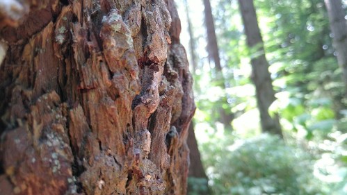 Close-up of textured tree bark with a blurred forest background, showcasing natural wood patterns and greenery.