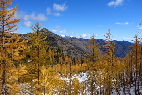A scenic mountain landscape with golden larch trees under a blue sky and distant snow-capped peaks.