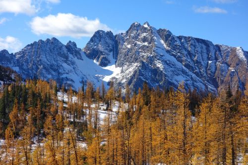 Snow-capped mountains rise above a forest of golden larch trees under a bright blue sky with scattered clouds.