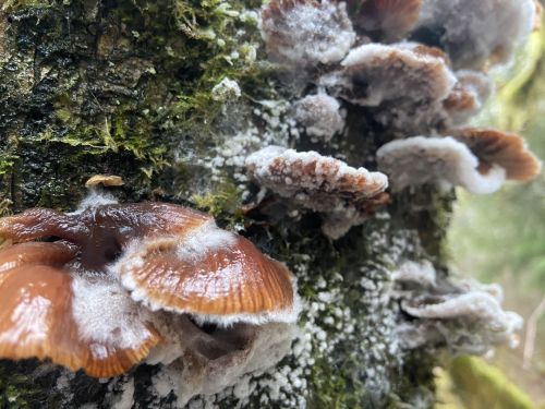 Close-up of brown mushrooms growing on a mossy tree trunk, surrounded by white fungal growth.