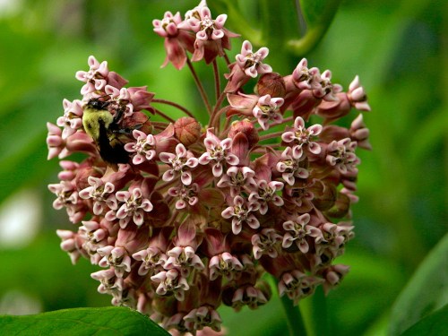 A bumblebee pollinates a cluster of pink and white flowers on a green plant.