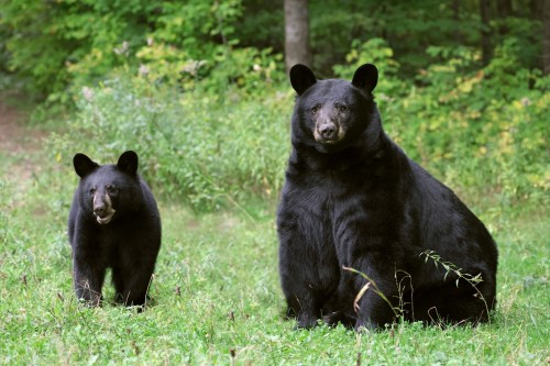 A mother black bear and her cub sit in a grassy area surrounded by trees and greenery.