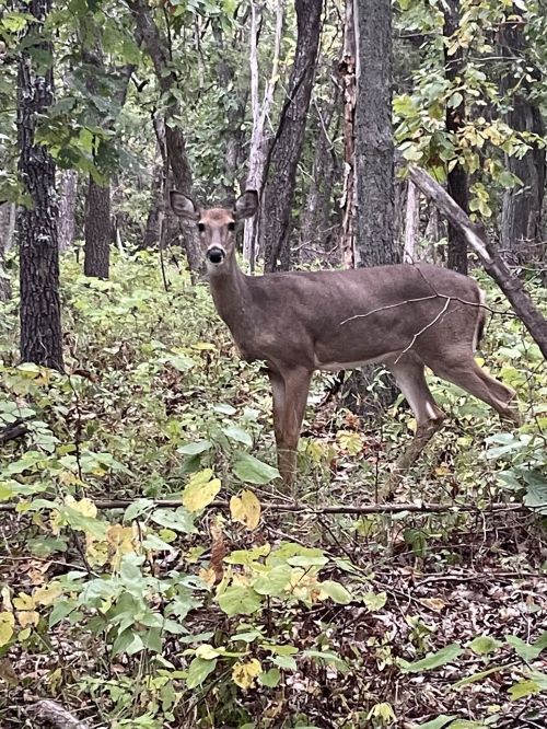 A deer stands among trees and foliage in a forest, looking curiously at the camera.