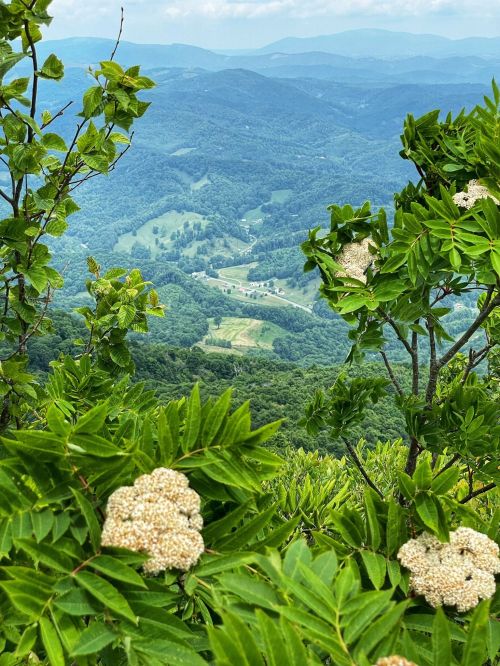 A scenic view of rolling green mountains and valleys, framed by lush foliage and clusters of white flowers.