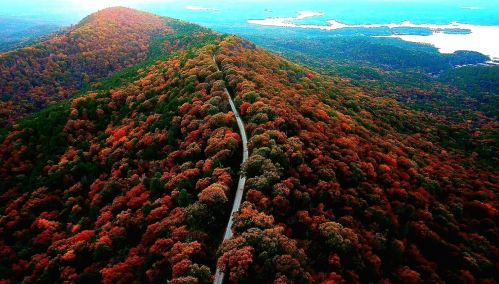 Aerial view of a winding road through vibrant autumn foliage on rolling hills by a lake.