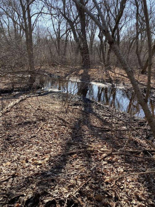 A serene forest scene with bare trees, a small stream, and scattered dry leaves on the ground.