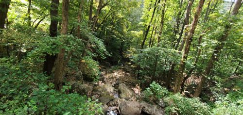Lush green forest with tall trees and a rocky stream flowing through the underbrush on a sunny day.