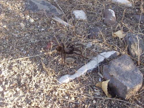 A brown tarantula on a rocky, sandy ground with scattered leaves and small stones.