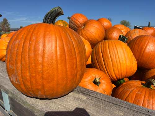 A close-up of a large, bright orange pumpkin in front of a pile of smaller pumpkins under a clear blue sky.